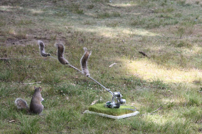 Danger, Squirrel Nutkin! Robot art by artist Ian Ingram