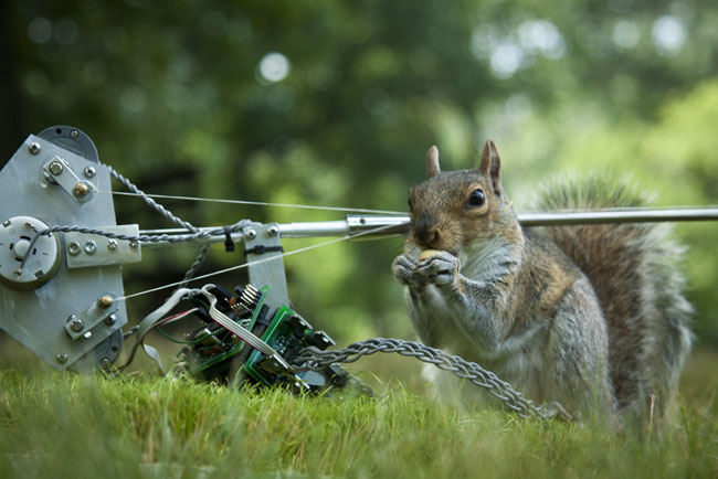 Danger, Squirrel Nutkin! Robot art by artist Ian Ingram