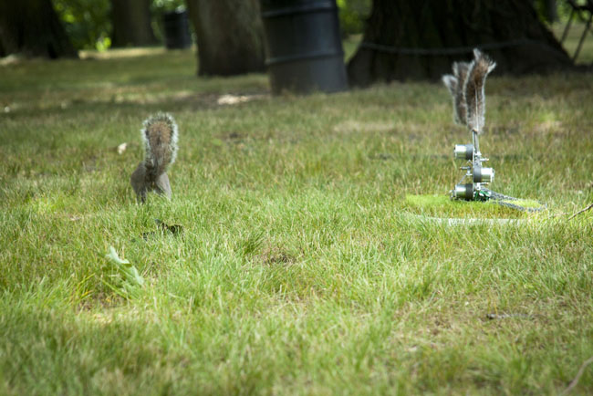 Danger, Squirrel Nutkin! Robot art by artist Ian Ingram